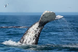 Silversea - Silver Muse - Whale Watching 3.jpg